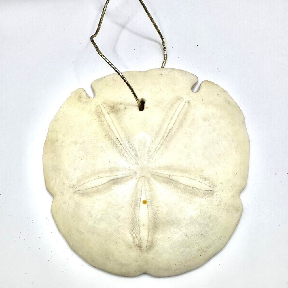 5" Hanging Real Dried Sand Dollar Shell Seashell Ocean Beach Nautical